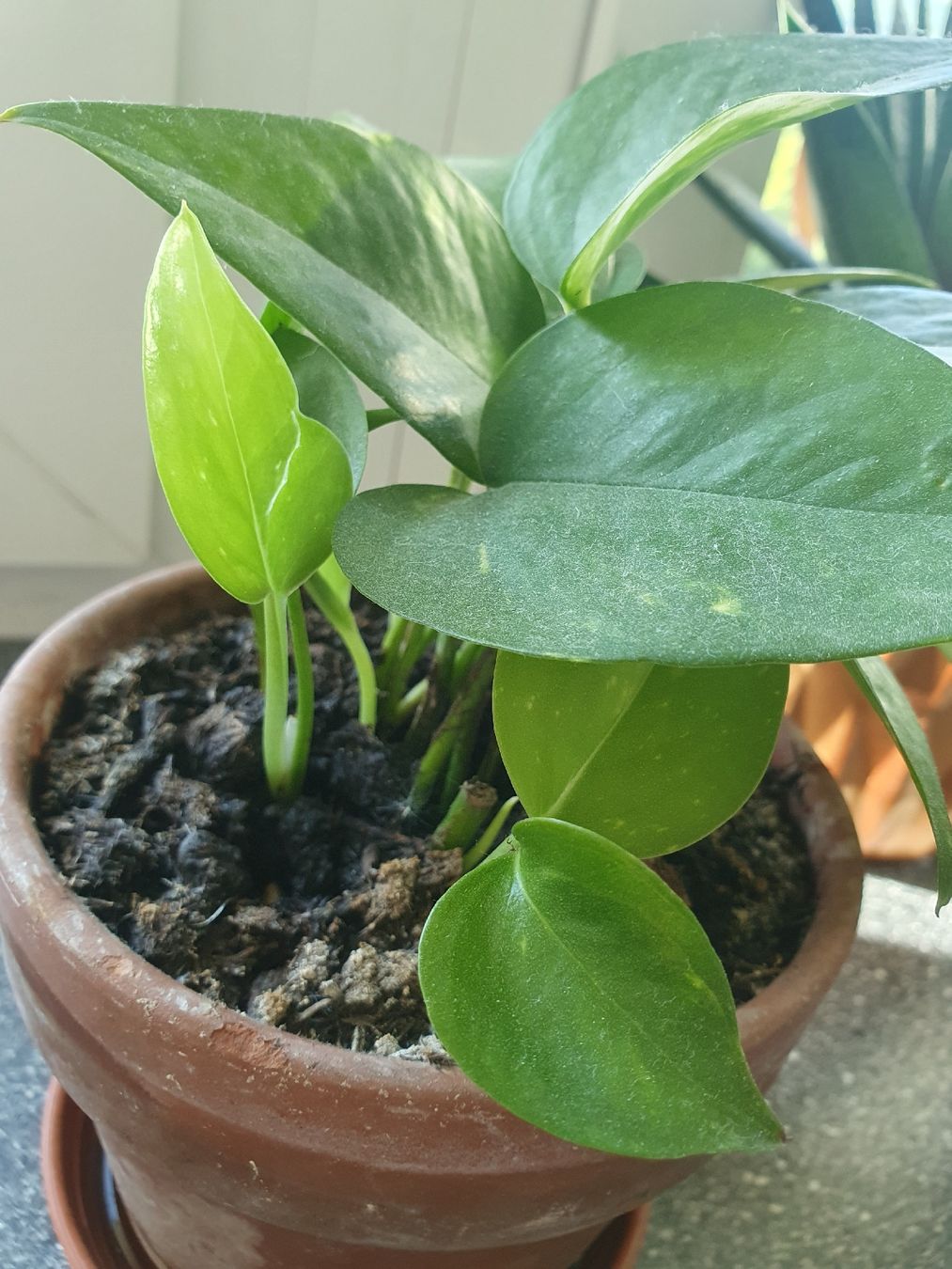 Pflanzen & Samen: Efeutute – Gebraucht aus Olten von thefrog96 2