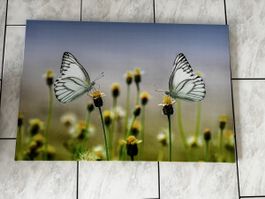 Leinwandbild 90x60 Schmetterlinge