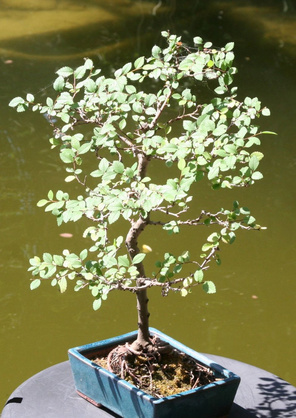Plantes & graines: BONSAI  -  Zelkove – D'occasion à Gretzenbach par Sikim