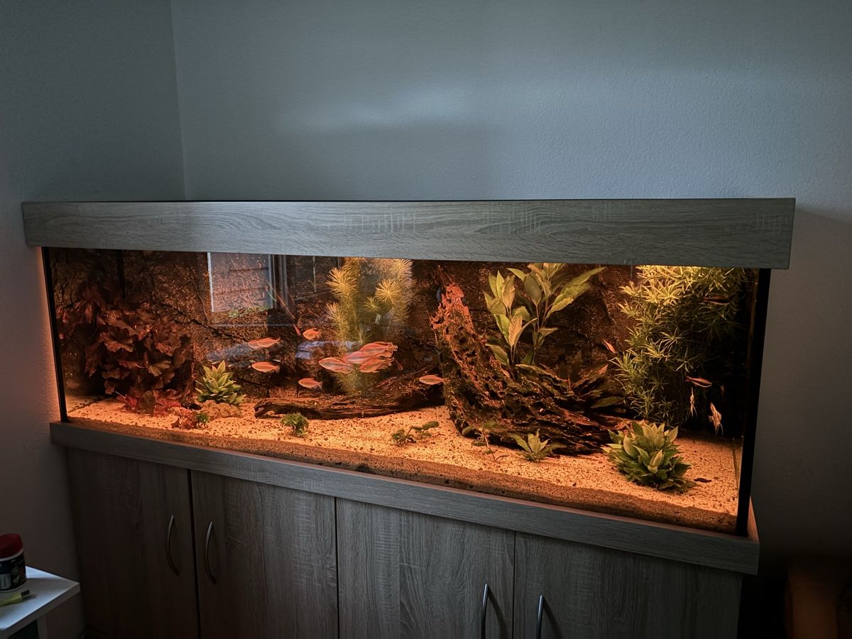 Aquarium: 600 l Aquarium Mit GHL system – D'occasion à Binningen par lor_75yl