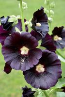 100 Samen schwarze Stockrose Alcea nigra