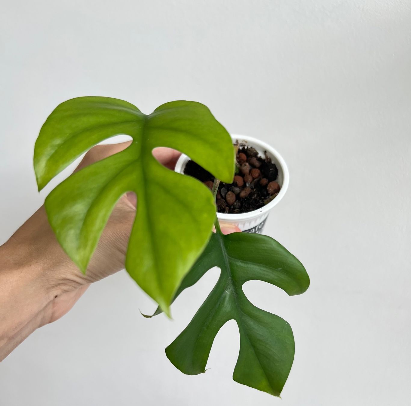 Piante & sementi: Monstera minima💚 – Usato da Glattpark(Opfikon) venduto da ste_n99y 2