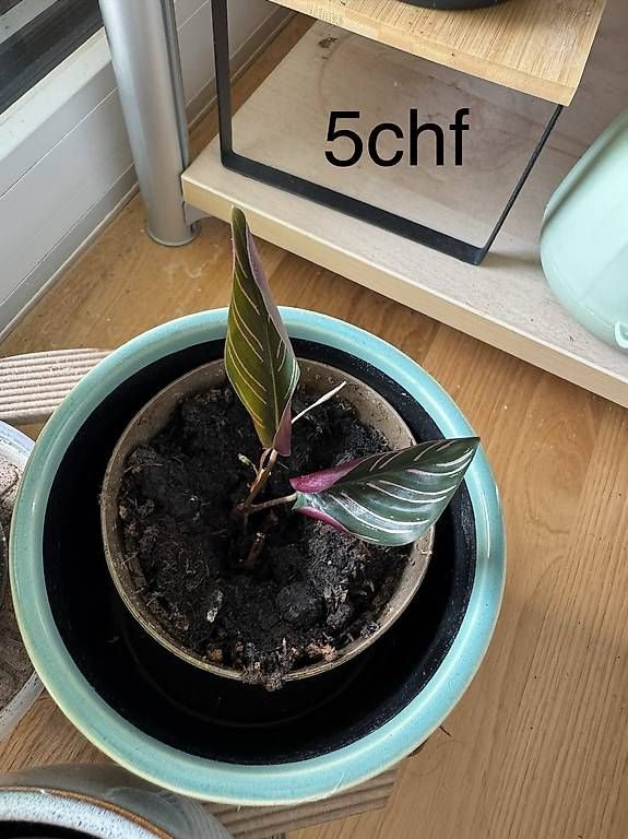 Piante & sementi: Plantes d'appartement  – Nuovo e nell'imballaggio originale da Chavannes-Renens venduto da gue_cxz6