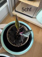 Plantes d'appartement 