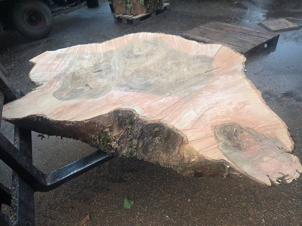 Articles en bois: XXL Baumscheibe Esche – D'occasion à Mettendorf TG par 892421