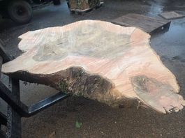 XXL Baumscheibe Esche