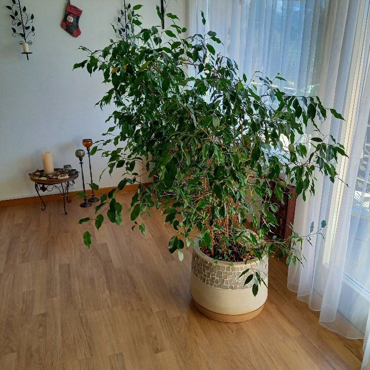 Ficus Benjamin Pflanze Kaufen auf Ricardo