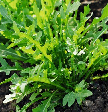 Plantes & graines: Wilde Rauke, Rucola/ 20 Samen – Neuf (Voir description) à Hinteregg par ERFOLG78 1