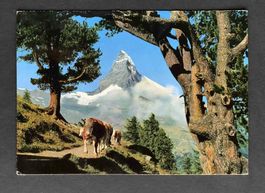 AK Zermatt Riffelalp mit Matterhorn