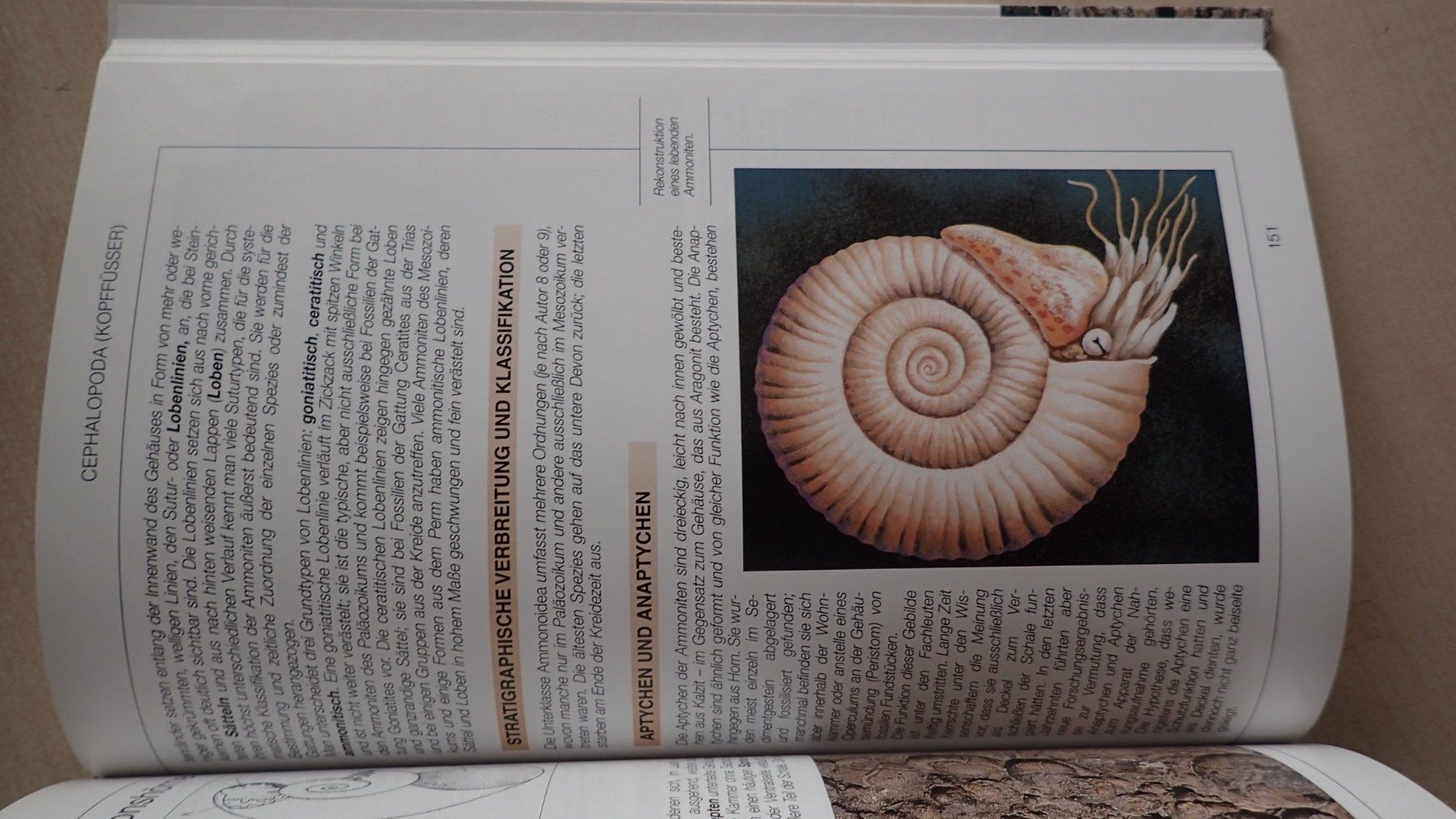Libri: Fossilien Buch in Farbe – Usato da Rickenbach BL venduto da Oktober68 3