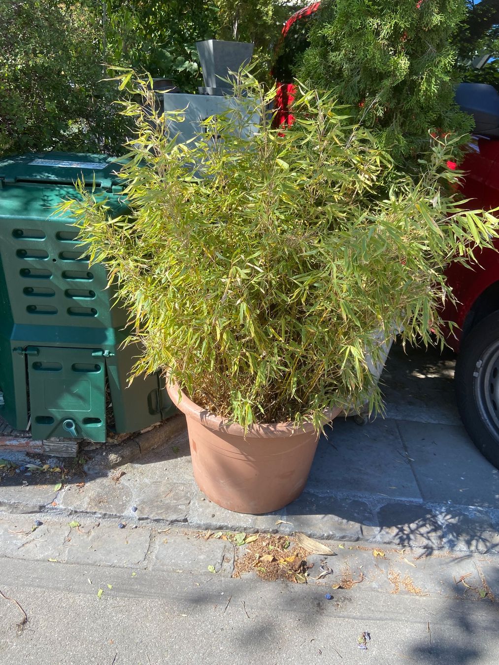 Piante & sementi: grosse Bambuspflanze – Usato da Meilen venduto da rowland534 1
