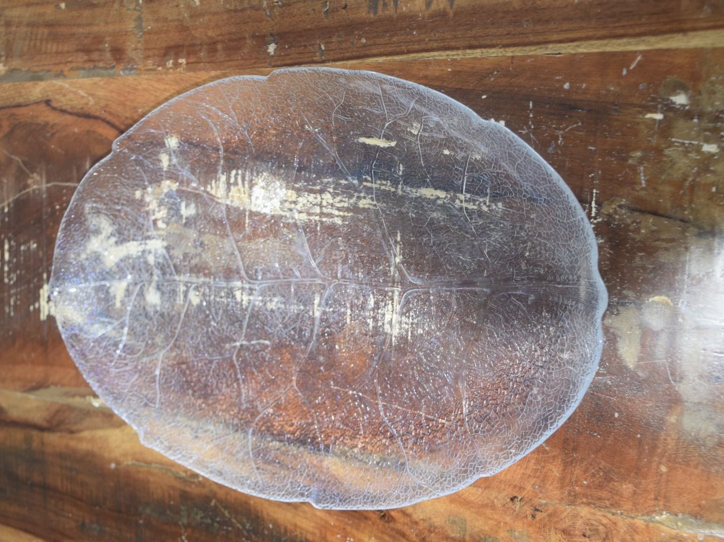 Piatti di portata: Glas " Blatt " Servierplatte – Usato da Wetzikon ZH venduto da Wetzicardo25 4