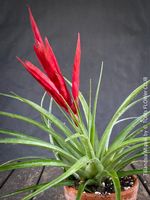Tillandsia Mizuki - Airplant - Luftpflanze rot blühend