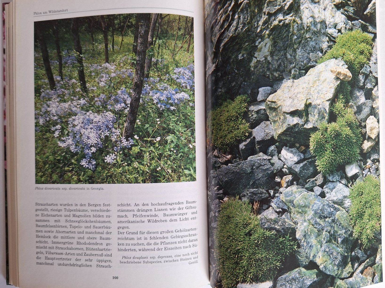 Libri: Phlox, Stauden- und Polsterphlox Buch – Usato da Zürich venduto da t24_de 4
