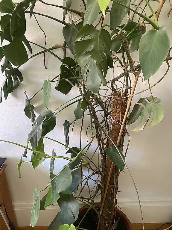 Piante & sementi: Huge Monstera Deliciosa – Nuovo (secondo la descrizione) da Bern venduto da alexjop 4