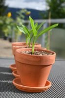 🌿 Liebevoll aufgezogene Paradiesvogelblumen  🌿
