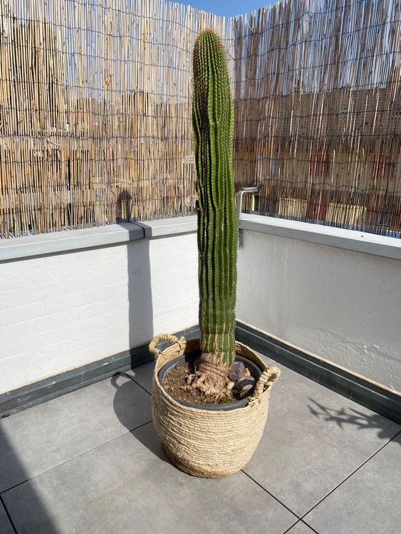 Kaktus gross 129 cm (Gebraucht) in Basel fr CHF 50  nur Abholung auf  Ricardo kaufen