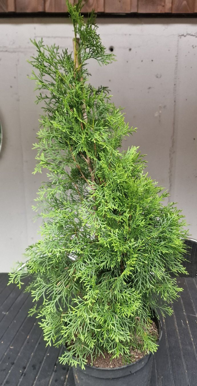 Piante & sementi: Lebensbäume Thuja im Topf ca.100 cm. – Usato da Uerkheim venduto da Justi.y
