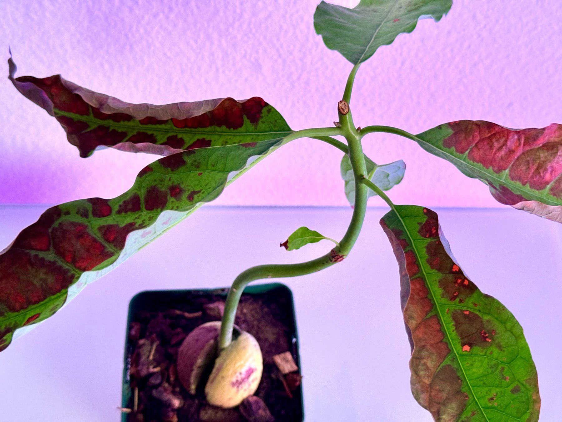 Piante & sementi: Avocado Baum (curved trunk) – Nuovo (secondo la descrizione) da Schlieren venduto da Edgar_k 3