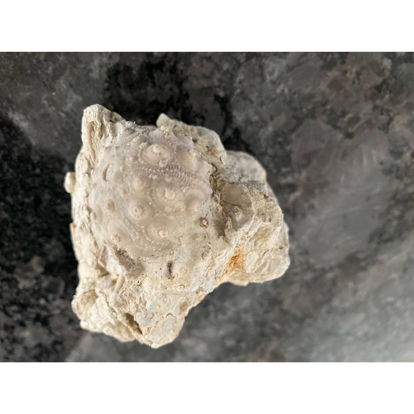 Fossili: Seeigel auf Matrix  - Fossilen  - Versteinerung – Usato da Abtwil AG venduto da Gremlin_gizmo 1