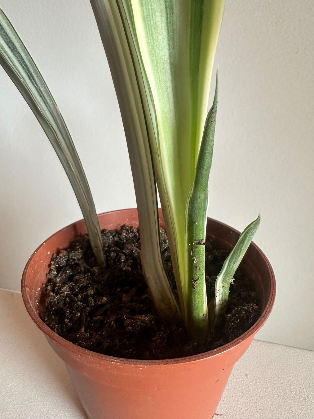 Pflanzen & Samen: Sansevieria trifasciata "metallica" – Gebraucht aus Zürich von ong8 3