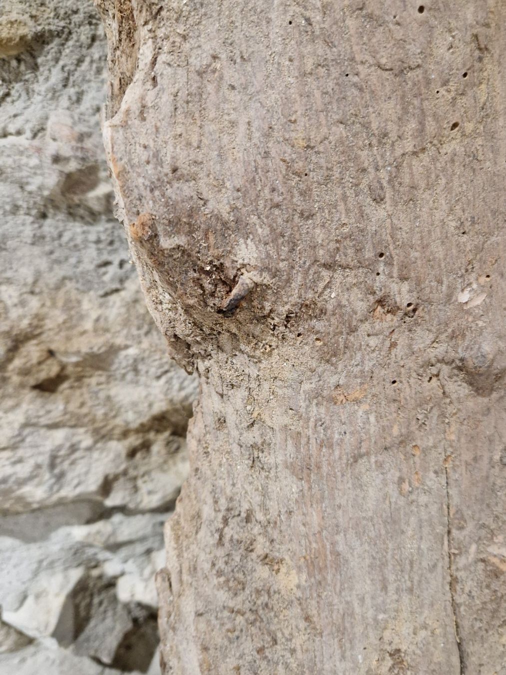 Articoli in legno: Altes Holzbrett. 1851 – Usato da Rietheim venduto da broethli 1