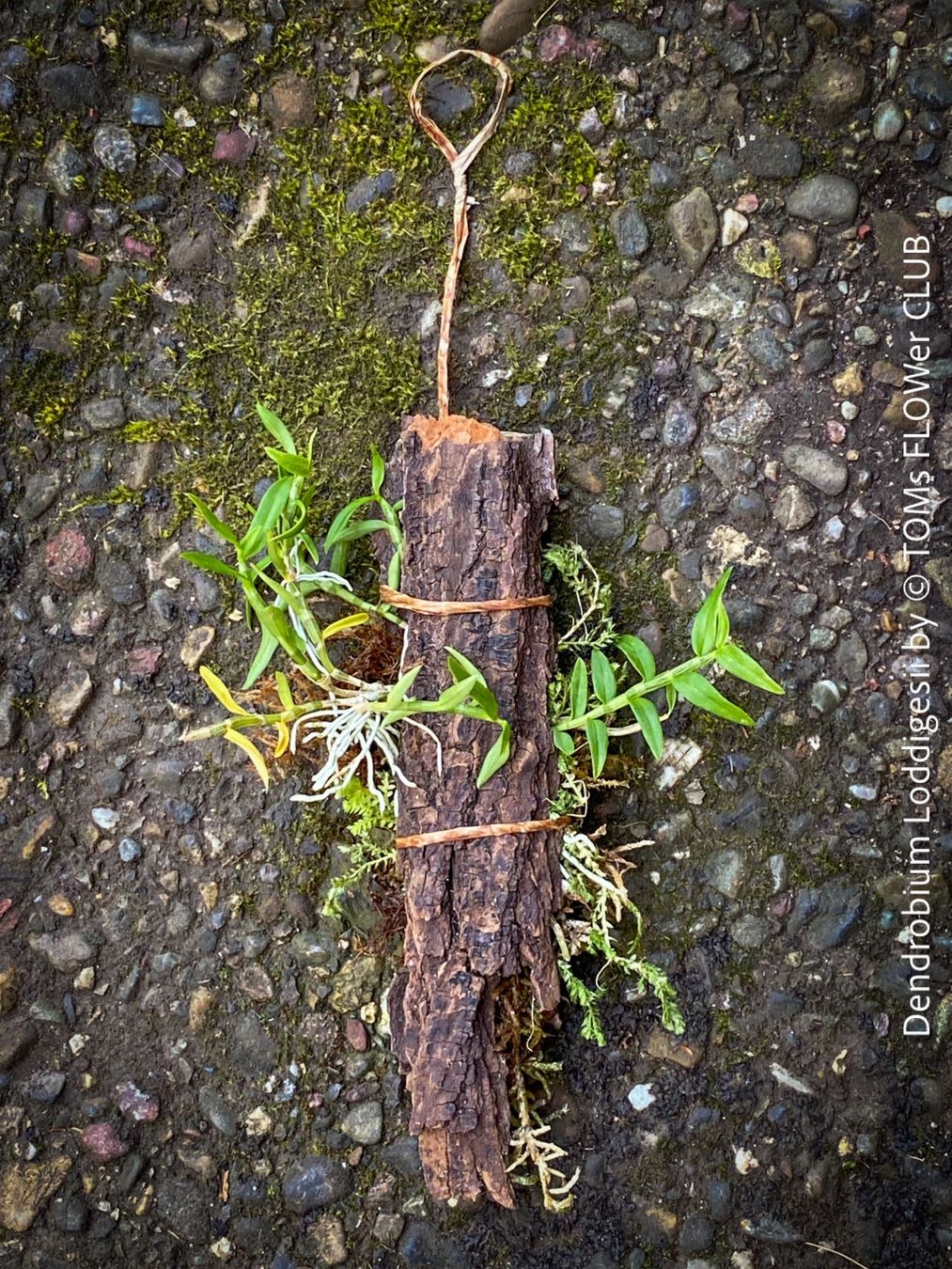Piante & sementi: Dendrobium Loddigesii - bezaubernde Miniatur Orchidee – Nuovo e nell'imballaggio originale da Adliswil venduto da TAKEYOURPLANT 2