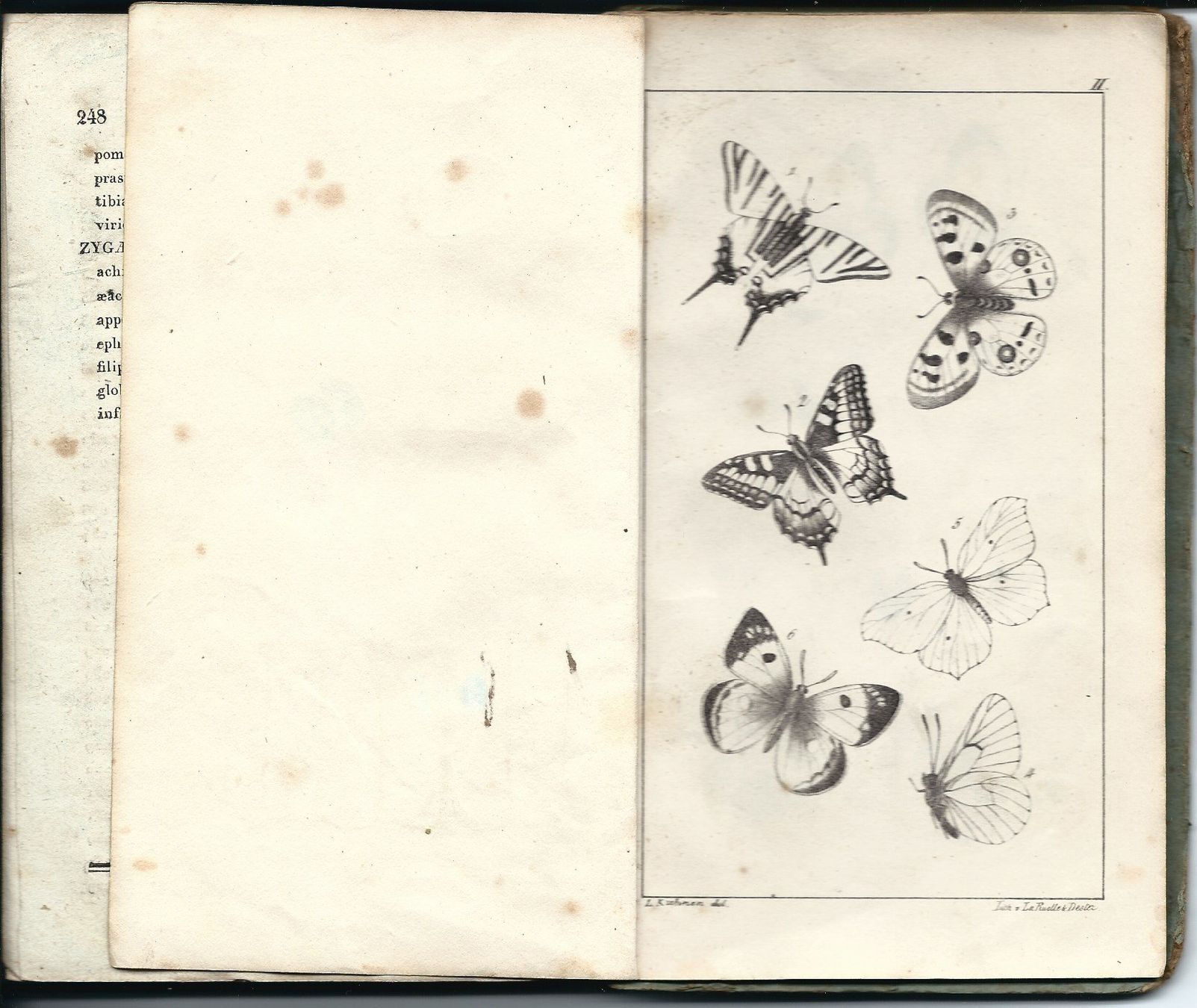Libri: Schmetterling Buch von 1827 – Usato da Chambesy venduto da Mfluc714 4