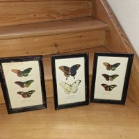 3 schöne Bilder, Schmetterlinge, Shabbi Chic Stil