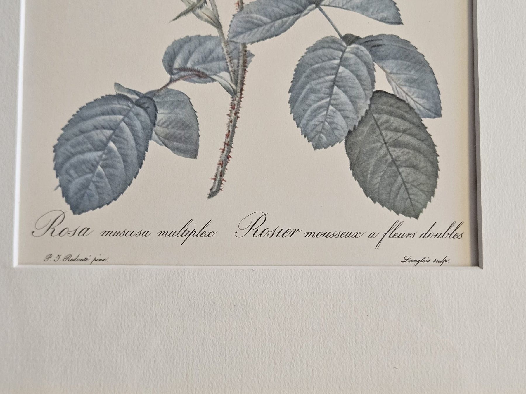 Grafica & Litografie: Antiker botanischer Stich - Rosa muscosa multiflora – Usato da Birr venduto da DisDas 1