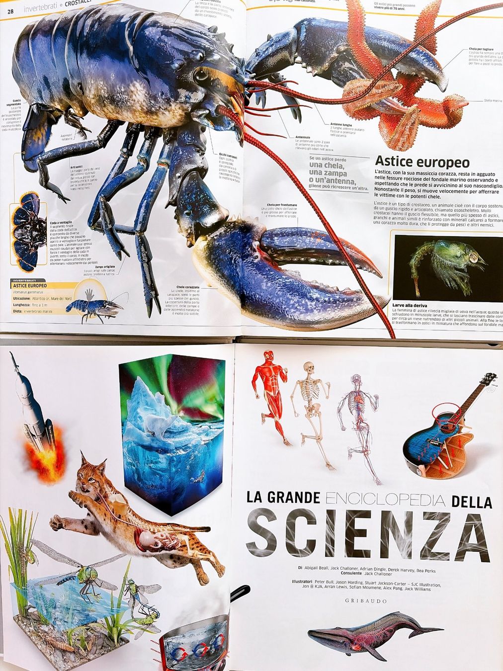 Bücher: La grande enciclopedia degli Animali Scienza Gribaudo – Gebraucht aus Vacallo von olg_7nvc 1