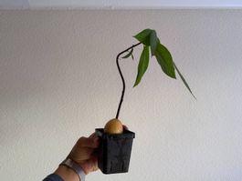 Avocado Baum