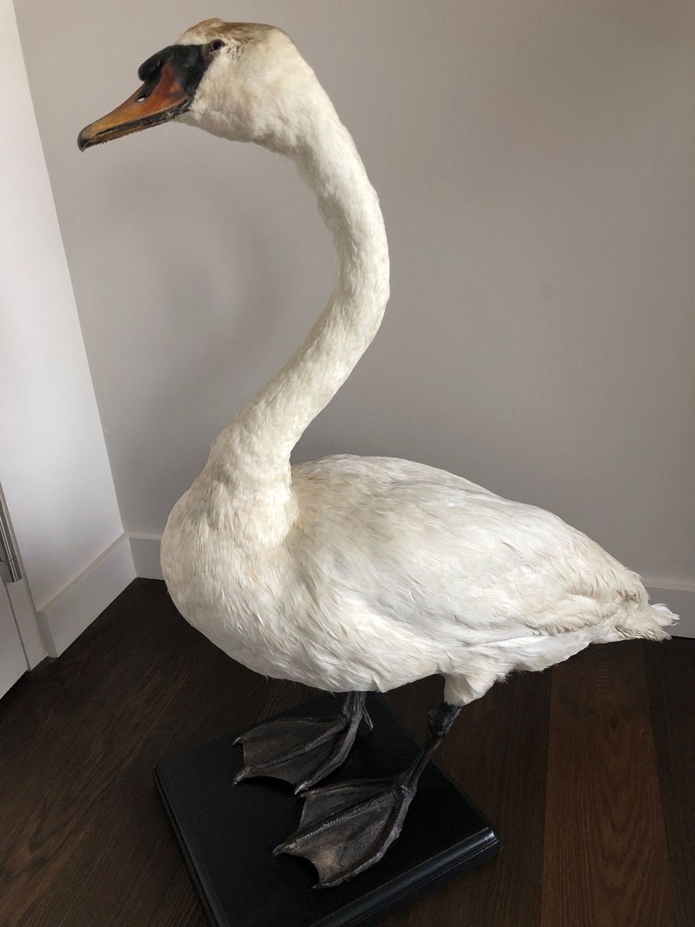 Welt der Tiere: Schwanpräparat - Taxidermie – Gebraucht aus Zürich von inga65 1
