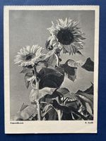 Alte Ansichtskarte St. Gallen 1938 mit Sonnenblumen Motiv