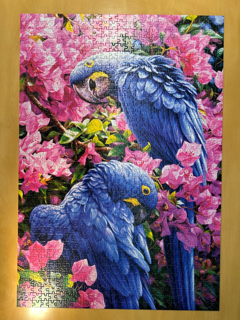 Puzzle: Castorland Puzzle  Blue Parrots. 1000Teile – Usato da Dürnten venduto da RaschaKatz 1