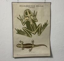 Vintage Lehrtafel Wirbeltiere Frosch und Salamander 72x103cm