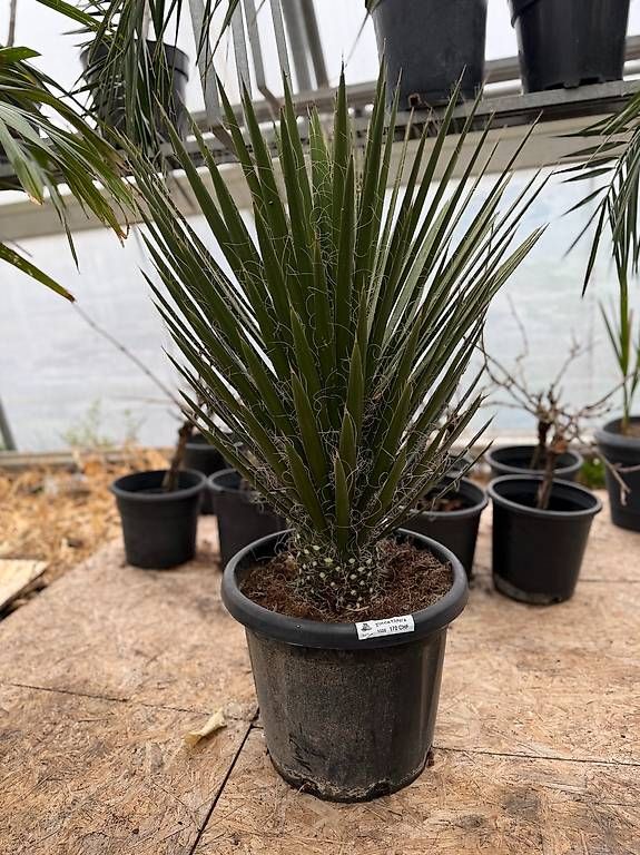 Piante & sementi: Yucca Filiferia – Nuovo e nell'imballaggio originale da Zuckenriet venduto da Thur_Plant 1