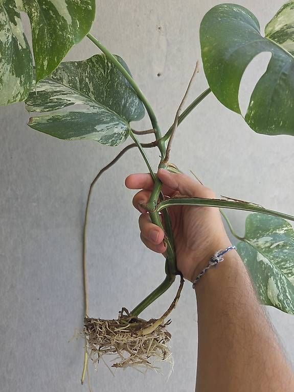 Plantes & graines: Monstera variegata – D'occasion à Bern par deb_t8fl 1