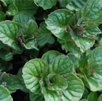 Menthe Cassis  (2 plants)