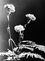 Benedikt Rast, Fribourg, Blumen