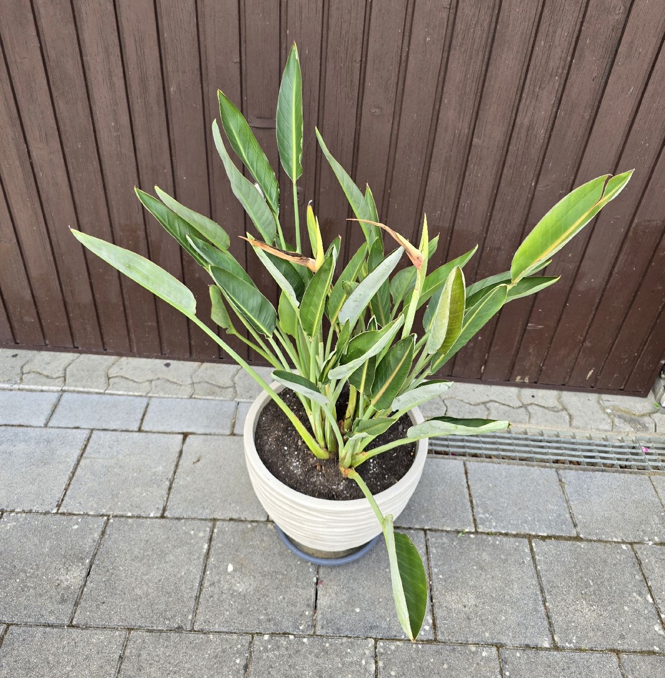 Piante & sementi: Strelitzia reginae inkl. Topf – Nuovo (secondo la descrizione) da Aarburg venduto da popkorn65 3