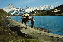 GRINDELWALD am Bachalpsee - Maultier Transport auf Faulhorn