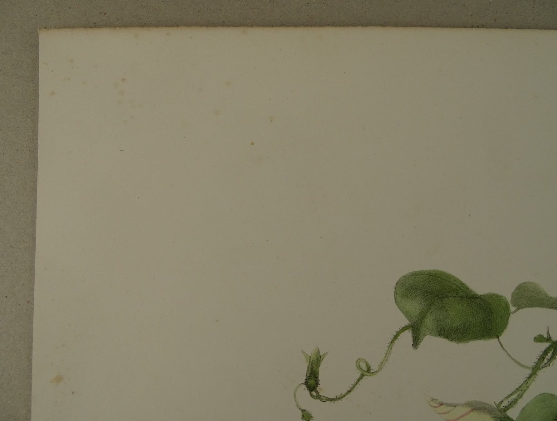 Stiche: VOLUBILIS, WINDENGEWÄCHS, LITHOGRAPHIE UM 1850 – Gebraucht aus Grüningen von Kartensammler 2