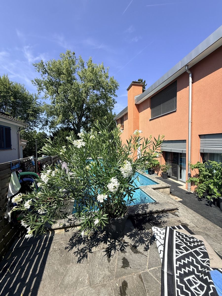 Pflanzen & Samen: Prächtige Oleander Pflanzen – Gebraucht aus Basel von oellifarm 1