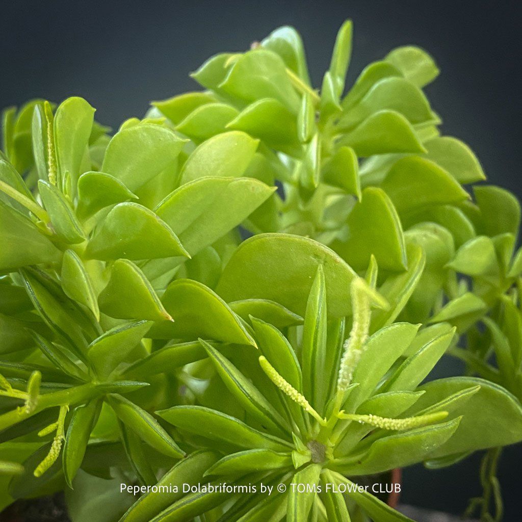 Pflanzen & Samen: Peperomia dolabriformis - "Prayer Pepper" – Neu und originalverpackt aus Adliswil von TAKEYOURPLANT 5