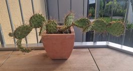 Feigenkakteen 2 Stück winterhart