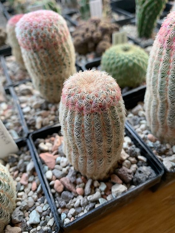 Echinocereus rigidissimus Kaufen auf Ricardo