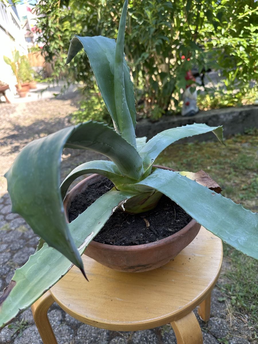 Piante & sementi: Agave 31 cm hoch – Usato da Ottikon venduto da lo99 1
