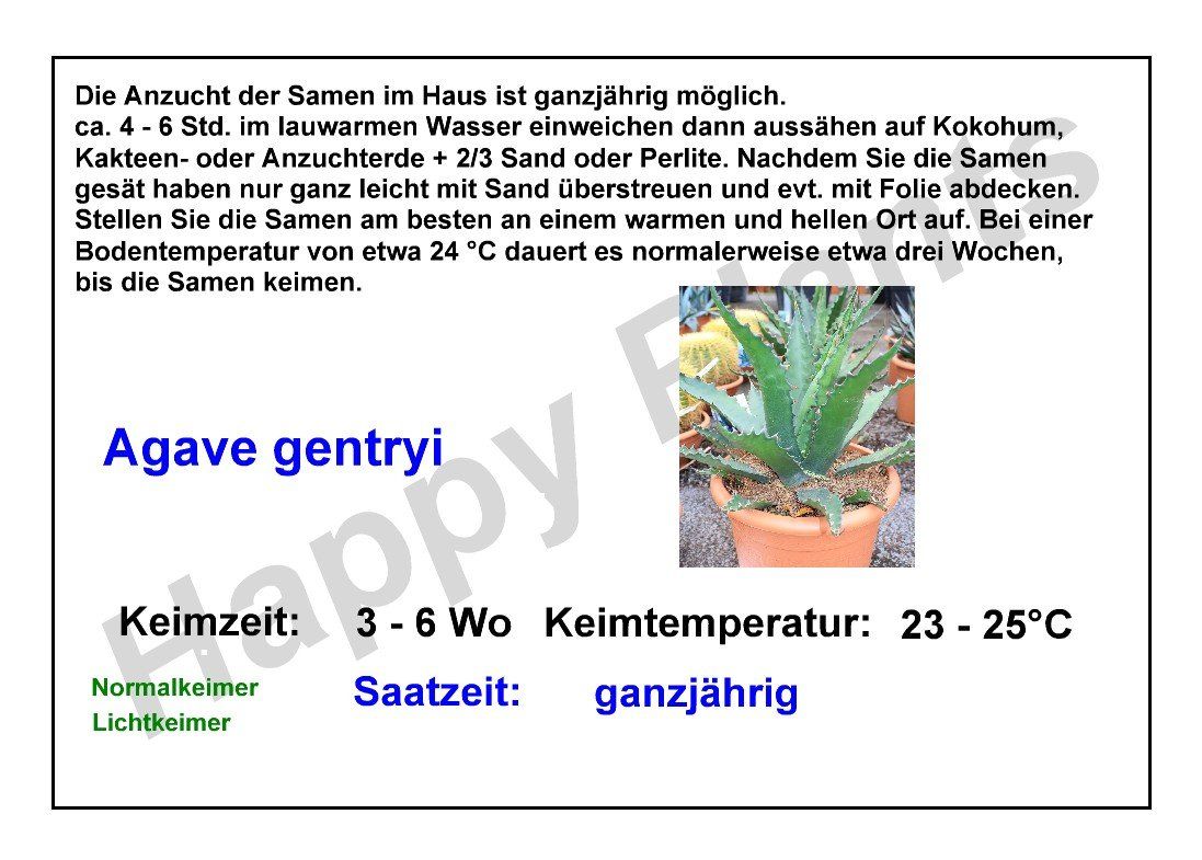 Piante & sementi: Agave gentryi - 30 Samen – Nuovo e nell'imballaggio originale da Sumiswald venduto da Cham14558 2