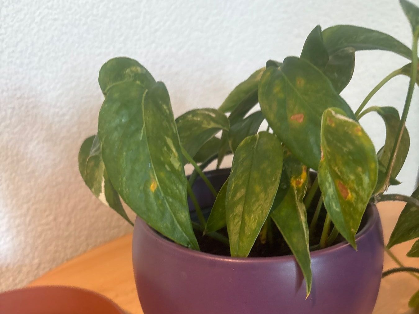 Piante & sementi: Zimmerpflanze Epipremnum aureum, – Usato da Wallisellen venduto da ASZT 3